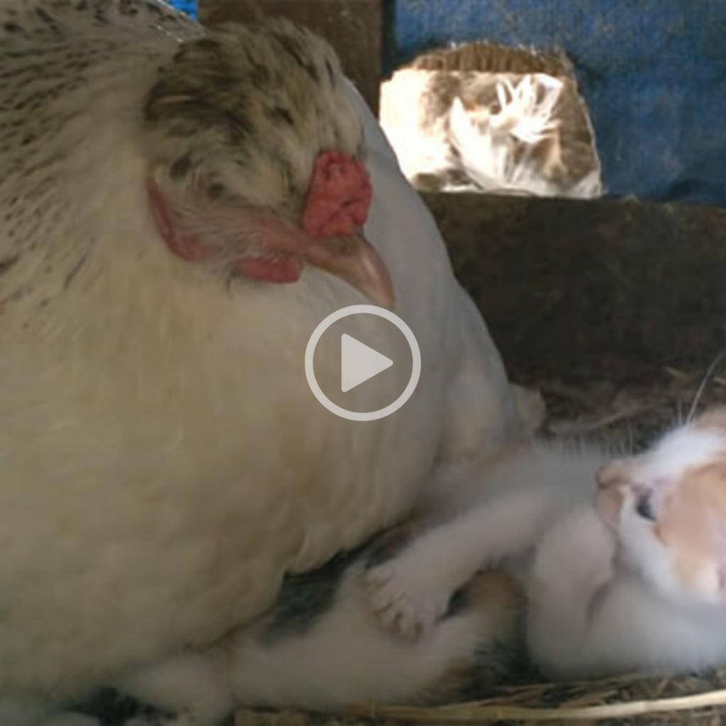 A Hen’s Foster Care: Three Kittens Raised by a Motherly Bird