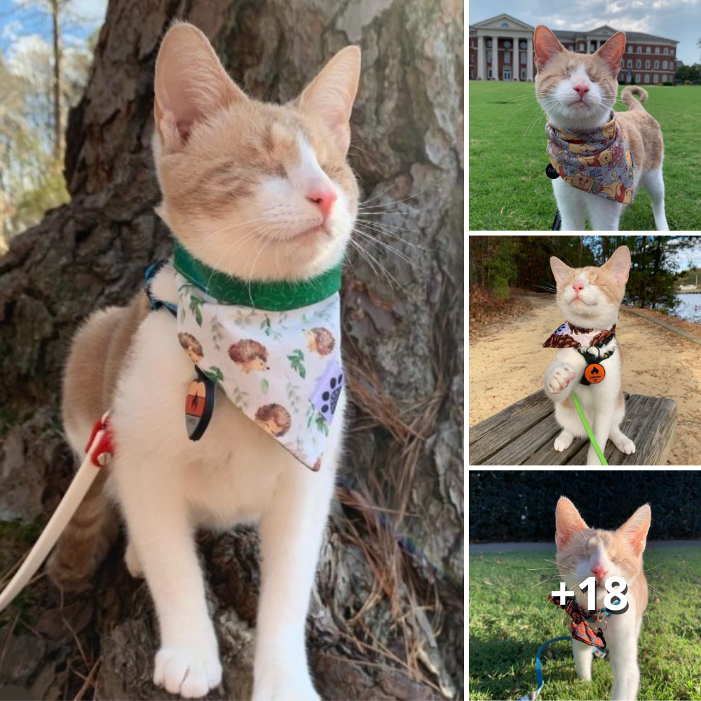 Fearless Fawkes: The Incredible Journeys of a Blind Cat Explorer
