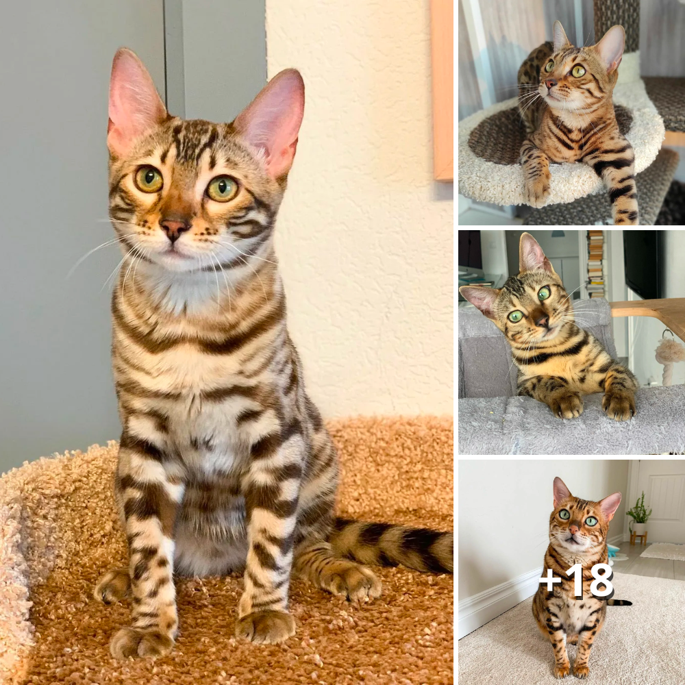 Discovering the Magical Charms of Snow Bengal Cats: The Enchanting Beauties of the Wild